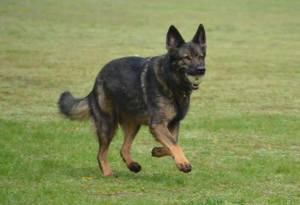 Spende an die Deutsche Schäferhund Nothilfe
